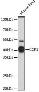 Antibody A307305-100 100 µl