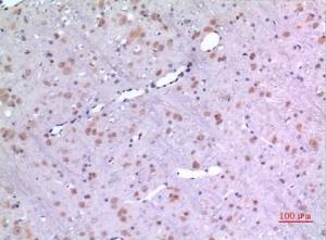 Immunohistochemical analysis of paraffin-embedded rat brain using Anti-BMP8A Antibody