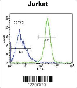 Anti-ANGEL1 Rabbit Polyclonal Antibody