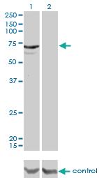 Anti-MYLK2 Mouse Monoclonal Antibody [clone: 2G1]