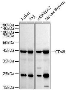 Western blot analysis of various lysates, using Anti-CD48 Antibody [ARC53030] (A308320) at 1:20,000 dilution