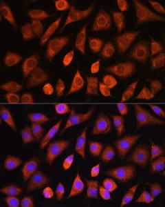 Immunofluorescence analysis of L929 cells using Anti-PHD2/prolyl hydroxylase Antibody (A13327) at a dilution of 1:100 DAPI was used to stain the cell nuclei (blue)