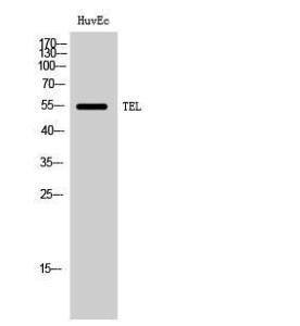 Western blot analysis of HuvEc cells using Anti-Tel Antibody