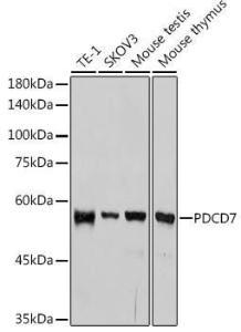 Anti-PDCD7 Rabbit Monoclonal Antibody [clone: ARC2564]