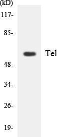 Western blot analysis of the lysates from HeLa cells using Anti-Tel Antibody