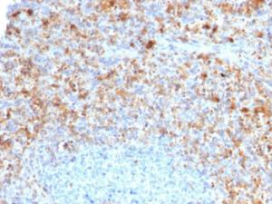 Immunohistochemical analysis of formalin-fixed, paraffin-embedded human spleen using Anti-CD40L Antibody [CD40LG/2761]