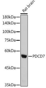 Anti-PDCD7 Rabbit Monoclonal Antibody [clone: ARC2564]