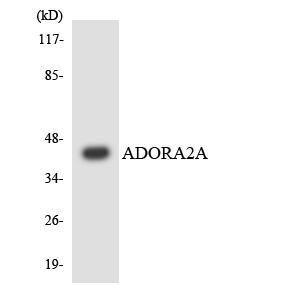 Western blot analysis of the lysates from HepG2 cells using Anti-ADORA2A Antibody