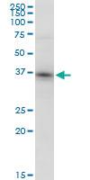 Anti-PPID Mouse Polyclonal Antibody