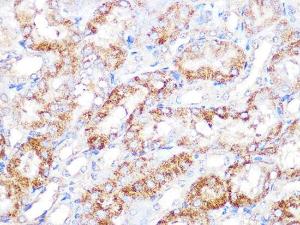 Anti-EBP1 Rabbit Monoclonal Antibody [Clone: ARC1281]