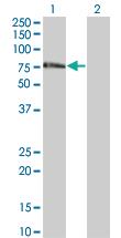 Anti-ZNF18 Mouse Monoclonal Antibody [clone: 2A4]