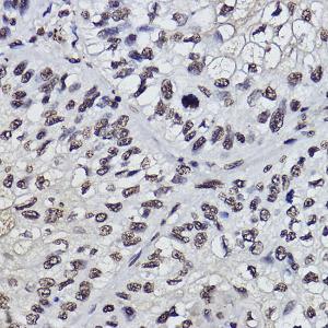 Anti-PDCD7 Rabbit Monoclonal Antibody [clone: ARC2564]