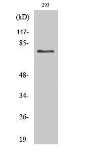 Western blot analysis of various cells using Anti-Tau Antibody