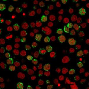 Immunofluorescent analysis of paraformaldehyde fixed Jurkat cells stained with Anti-CD40L Antibody [CD40LG/2761] followed by Goat Anti-Mouse IgG (CF&#174; 488) (Green) Nuclei are stained with RedDot