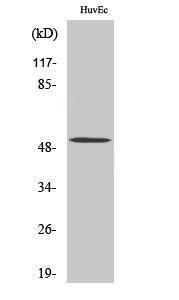 Anti-BMP-5 antibody