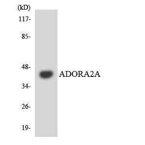 Anti-ADORA2A antibody