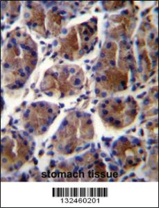 Anti-GIF Rabbit Polyclonal Antibody