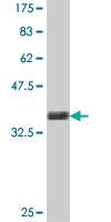 Anti-DUSP26 Mouse Polyclonal Antibody