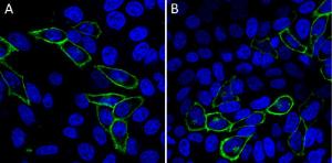 Mix-n-Stain™ CF® Dye small ligand labeling kits