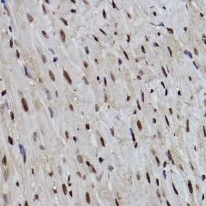 Anti-PDCD7 Rabbit Monoclonal Antibody [clone: ARC2564]