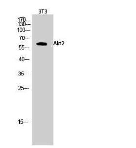 Western blot analysis of 3T3 cells using Anti-Akt2 Antibody