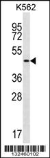 Anti-GIF Rabbit Polyclonal Antibody