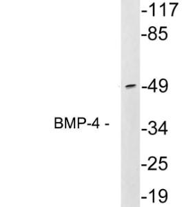 Western blot analysis of lysates from 293 cells using Anti-BMP-4 Antibody