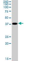 Anti-PPID Mouse Polyclonal Antibody