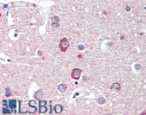 EB09176 (3.8 µg/ml) staining of paraffin embedded Human Cortex. Steamed antigen retrieval with citrate buffer pH 6, AP-staining.