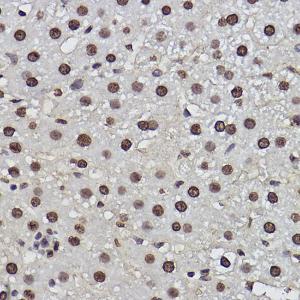 Anti-PDCD7 Rabbit Monoclonal Antibody [clone: ARC2564]