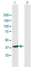 Anti-PPID Mouse Polyclonal Antibody