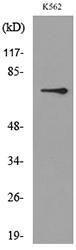 Western blot analysis of lysate from K562 cells using Anti-BMAL1 Antibody