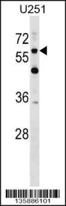 Anti-CSPG5 Rabbit Polyclonal Antibody (FITC (Fluorescein Isothiocyanate))