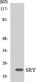 Antibody anti-SRY A101589-100 100 µg