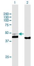 Anti-PPID Mouse Polyclonal Antibody