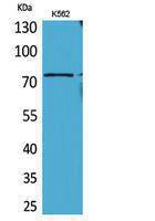 Western blot analysis of K562 cells using Anti-BMAL1 Antibody