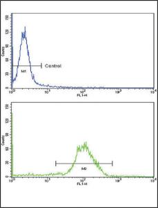 Anti-NPPA Rabbit Polyclonal Antibody (HRP (Horseradish Peroxidase))