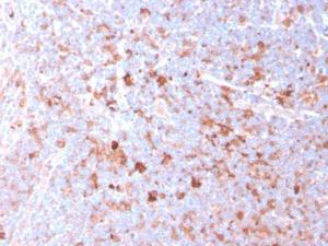 Immunohistochemical analysis of formalin-fixed, paraffin-embedded human tonsil using Anti-CD40L Antibody [CD40LG/2761]