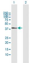 Anti-PPID Rabbit Polyclonal Antibody