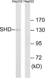 Antibody anti-SHD A101590-100 100 µg