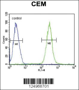 Anti-BCAN Rabbit Polyclonal Antibody