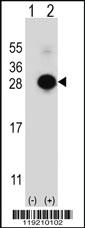 Anti-MOB1A Rabbit Polyclonal Antibody