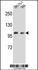 Anti-GRIP2 Rabbit Polyclonal Antibody