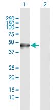 Anti-CK35 Rabbit Polyclonal Antibody