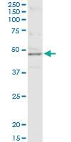 Anti-PPID Rabbit Polyclonal Antibody