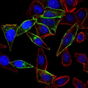 Mix-n-Stain™ CF® Dye small ligand labeling kits