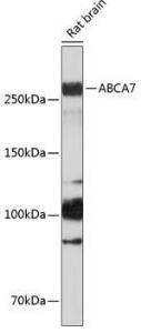 Western blot analysis of extracts of Rat brain, using Anti-ABCA7 Antibody (A308323) at 1:1,000 dilution. The secondary antibody was Goat Anti-Rabbit IgG H&L Antibody (HRP) at 1:10,000 dilution.