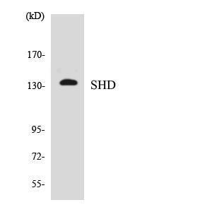 Western blot analysis of the lysates from HepG2 cells using Anti-SHD Antibody