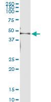 Anti-CK35 Rabbit Polyclonal Antibody