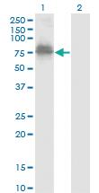 Anti-ZNF23 Mouse Monoclonal Antibody [clone: 2D3]